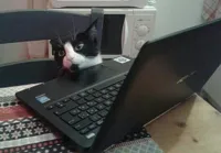 Disappointed Tech Support Cat