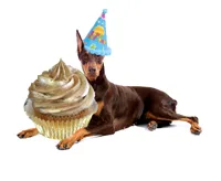 doberman Pinscher Birthday