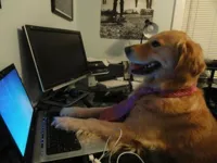 Dog behind a computer