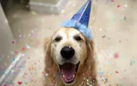 dog birthday