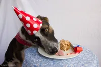 Dog Birthday