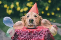 dog birthday