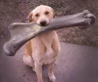 dog bone