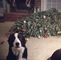 Dog Christmas Tree