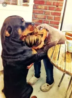 Dog comforting human