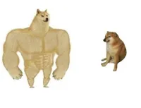 Dog comparison