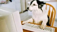 Dog computer