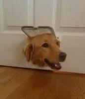 Dog door