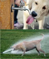 Dog drinking water vs dog and sprinkler