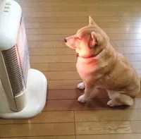 Dog enjoying the warm heater