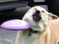 Dog hit by frisbee