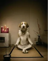 dog meditation funny