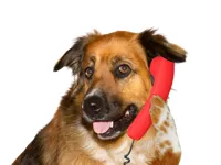 Dog On The Phone