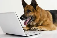 dog reading emails