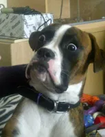 Dog Shocked