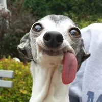 Dog tongue