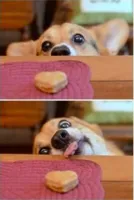 dog trying to reach cookie