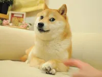 Doge 2