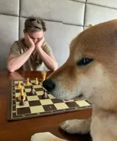 Doge playing chess