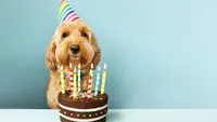 Doggie Birthday