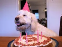 Dogs birthday