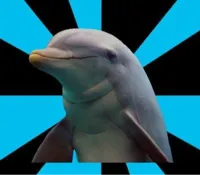 dolphin 