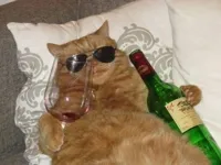 drunk cool cat