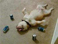 drunk dog