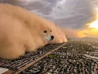 Dust storm dog