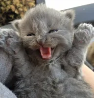 Excited kitten