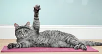 Exercise cat