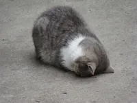 Face plant cat