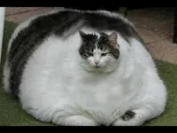 fat cat 2