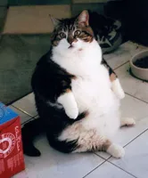 fat cat