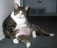 Fat cat