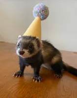 Ferret with birthday hat