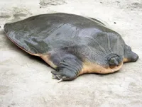 Flat Fuck Friday - flat f--- friday turtle