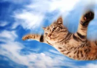 Flying-cat