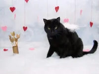 friday 13th and valentines day cat