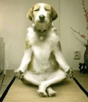 Friday Yoga dog