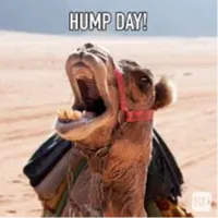 funny hump day