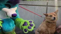 Furry scaring dog