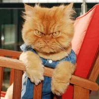 Garfi The Angry Cat