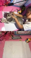 Girl drawing cat