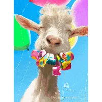 Goat Birthday