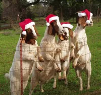 Goats of Christmas Past