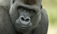 Gorilla birthday