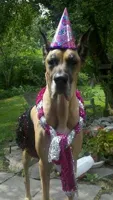 Great Dane birthday