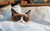 grumpy cat bed