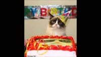 grumpy cat birthday